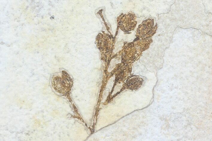 Fossil Branch (Elderberry?) - Green River Formation #79551